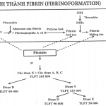 Xét nghiệm định lượng Fibrinogen và ý nghĩa lâm sàng